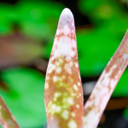 billbergia kolan clotted cream