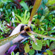 billbergia kolan clotted cream