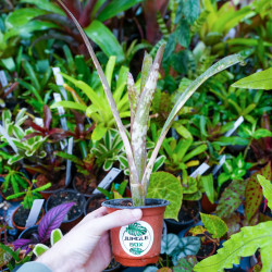 billbergia kolan clotted cream