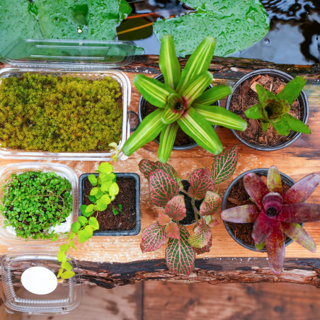 Set 7 plantes Petit Terrarium Tropical 7 Plantes | Neoregelia, Fittonia, Pilea & Ficus | JungleBox