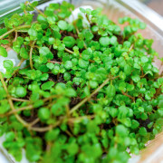 Kit Petit Terrarium Tropical 7 Plantes | Neoregelia, Fittonia, Pilea & Ficus | JungleBox
