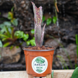 Set 7 plantes Petit Terrarium Tropical 7 Plantes | Neoregelia, Fittonia, Pilea & Ficus | JungleBox