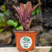 Kit Petit Terrarium Tropical 7 Plantes | Neoregelia, Fittonia, Pilea & Ficus | JungleBox