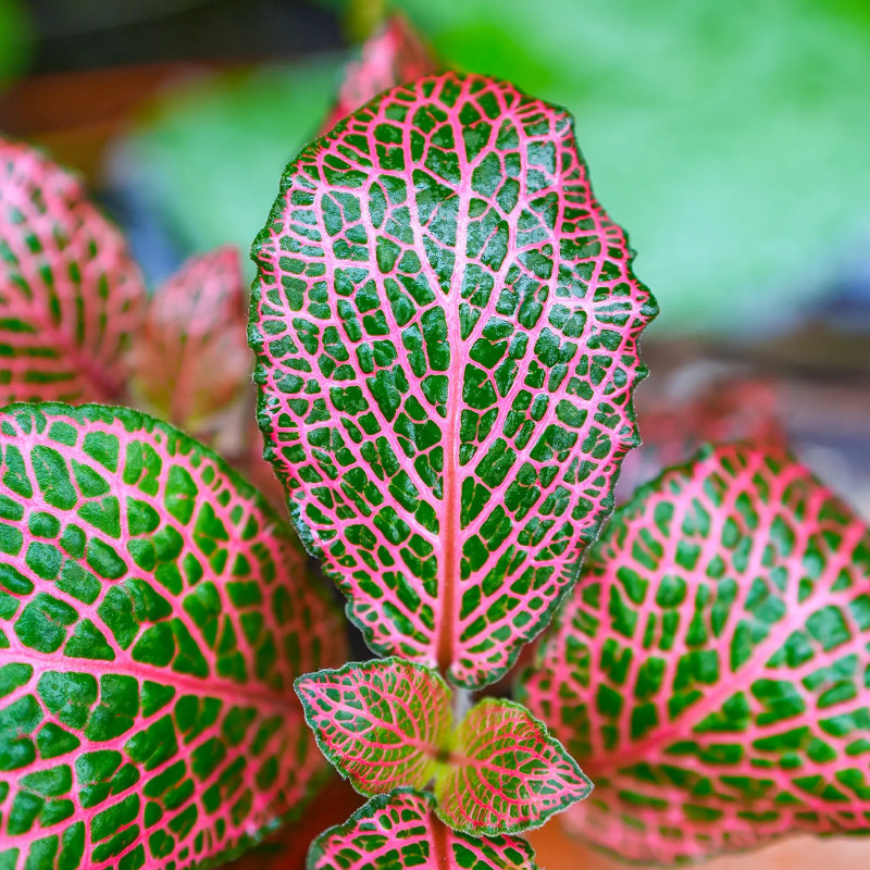 Fittonia rose – Plante tropicale au rosé/rouge JungleBox