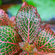 Fittonia rose – Plante tropicale au rosé/rouge JungleBox