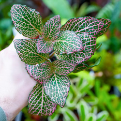 Fittonia rose – Plante tropicale au rosé/rouge JungleBox