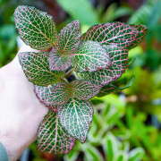 Fittonia verschaffeltii  pink-red