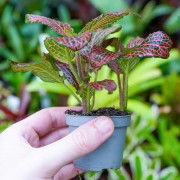 Fittonia rose – Plante tropicale au rosé/rouge JungleBox