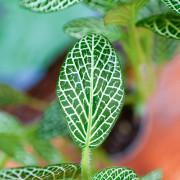 Fittonia verschaffeltii blanc