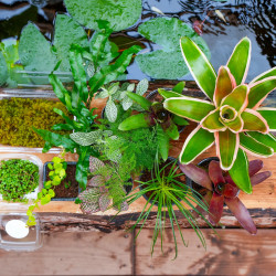 Set 12 Plantes Terrarium Moyen – 12 Plantes Sélectionnées JungleBox