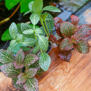 Set Plantes Terrarium Moyen – 12 Plantes Sélectionnées JungleBox
