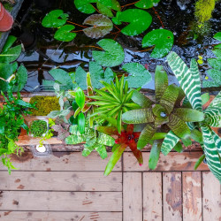Set Grand Terrarium 14 Plantes Tropicales | Kit Terrarium Bioactif JungleBox