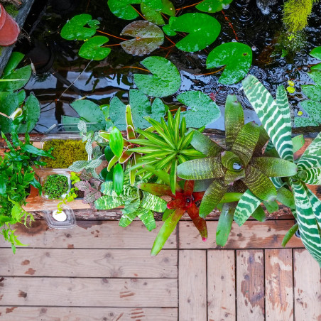 Set Grand Terrarium 14 Plantes Tropicales | Kit Terrarium Bioactif JungleBox
