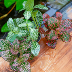 Set Grand Terrarium 14 Plantes Tropicales | Kit Terrarium Bioactif JungleBox