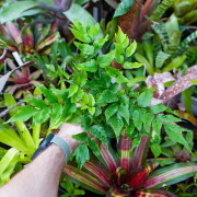 Set Grand Terrarium 14 Plantes Tropicales | Kit Terrarium Bioactif JungleBox