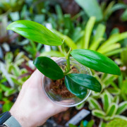 Set Grand Terrarium 14 Plantes Tropicales | Kit Terrarium Bioactif JungleBox