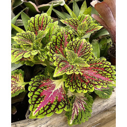 Coleus Spacecake | Plante Tropicale Colorée pour Terrarium | JungleBox