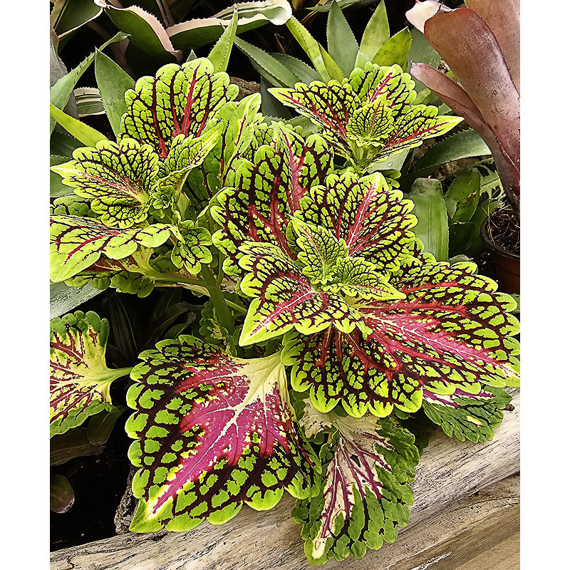 Coleus Spacecake | Plante Tropicale Colorée pour Terrarium | JungleBox