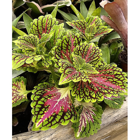 Coleus Spacecake | Plante Tropicale Colorée pour Terrarium | JungleBox