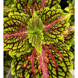 Coleus Spacecake | Plante Tropicale Colorée pour Terrarium | JungleBox