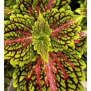 Coleus Spacecake | Plante Tropicale Colorée pour Terrarium | JungleBox