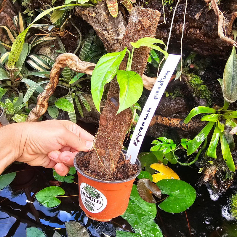 Epipremnum pinnnatum