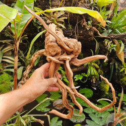 Racine naturelle de vigne WYSIWYG | Bois décoratif terrarium, paludarium & aquarium | JungleBox
