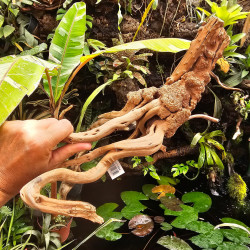 Rare natural grapevine root 30 à 50 cm