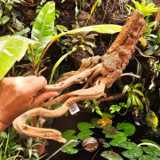 Racine naturelle de vigne WYSIWYG | Bois décoratif terrarium, paludarium & aquarium | JungleBox