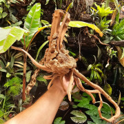 Rare natural grapevine root 30 à 50 cm