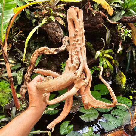 Rare natural grapevine root 30 à 50 cm (C)