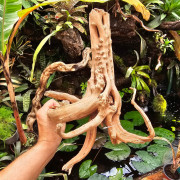 Racine naturelle de vigne WYSIWYG | Bois décoratif terrarium, paludarium & aquarium | JungleBox