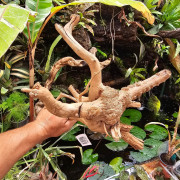 Racine naturelle de vigne WYSIWYG | Bois décoratif terrarium, paludarium & aquarium | JungleBox