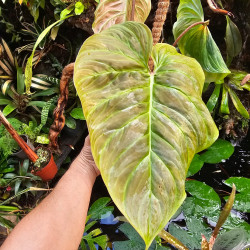 Philodendron Majestic | Plante tropicale rare à vendre | JungleBox