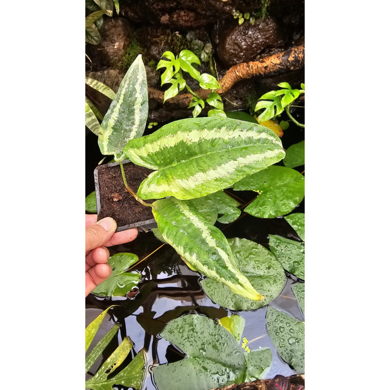 Schismatoglottis wallichii | Plante tropicale rare | JungleBox