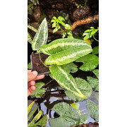 Schismatoglottis wallichii | Plante tropicale rare | JungleBox