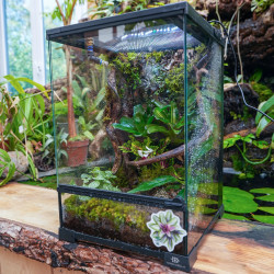 Terrarium planté 30x30x45 pour mante, mygale et Phelsuma