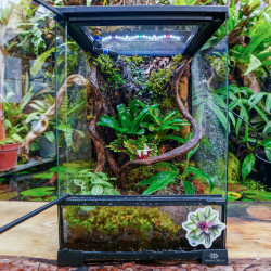 Terrarium planté 30x30x45 pour mante, mygale et Phelsuma