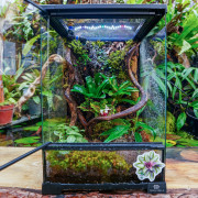 Terrarium planté 30x30x45 pour mante, mygale et Phelsuma