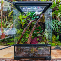 Terrarium planté 30x30x45 pour mante, mygale et Phelsuma