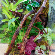 Terrarium planté 30x30x45 pour mante, mygale et Phelsuma