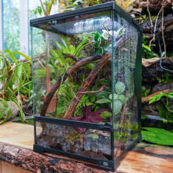 Terrarium planté 30x30x45 pour mante, mygale et Phelsuma