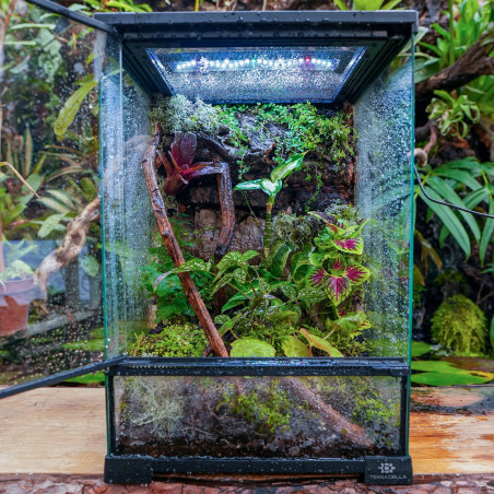 Terrarium planté 30x30x45 pour mante, mygale et Phelsuma