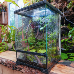 Terrarium planté 30x30x45 pour mante, mygale et Phelsuma