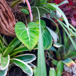Terrarium planté bioactif 90x45x90 tropical prêt à l'emploi