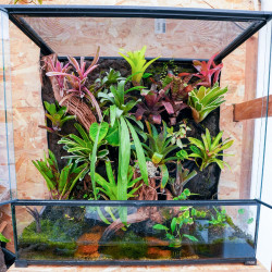 Terrarium planté bioactif 90x45x90 tropical prêt à l'emploi