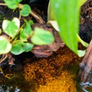 90x45x90 Bioactive Planted Terrarium | Tropical Vivarium