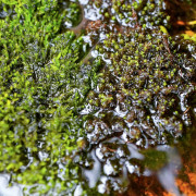 Terrarium planté bioactif 90x45x90 tropical prêt à l'emploi