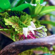 Terrarium planté 30x30x45 pour mante, mygale et Phelsuma