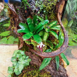 Terrarium planté 30x30x45 pour mante, mygale et Phelsuma